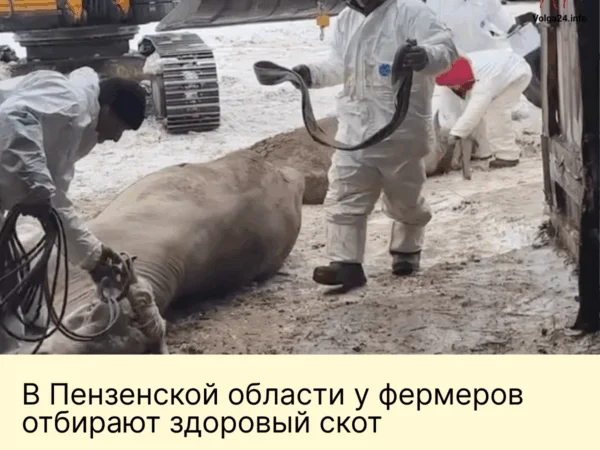 В Пензенской области у фермеров отбирают здоровый скот
