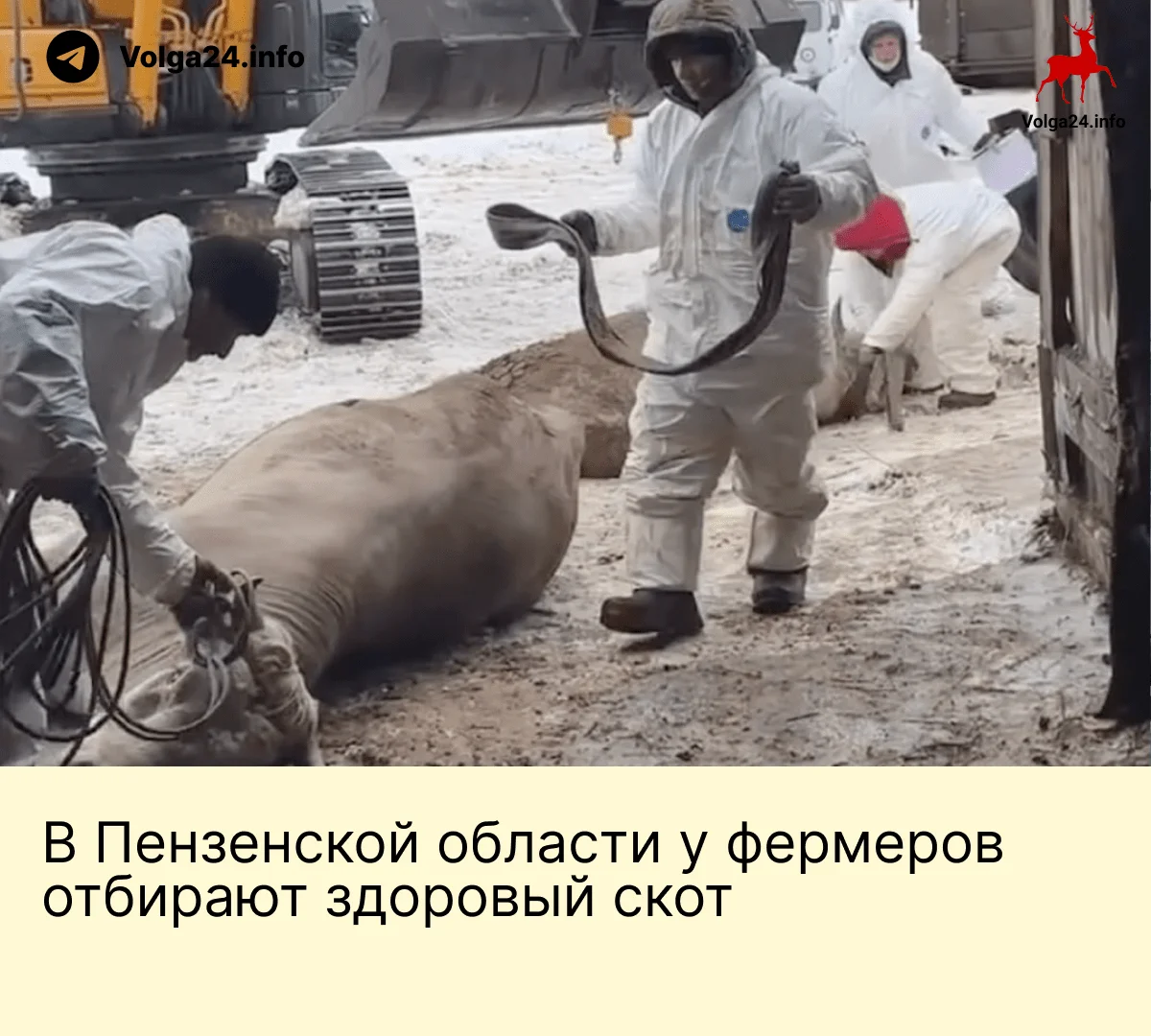 В&nbsp;Пензенской области у&nbsp;фермеров отбирают здоровый скот