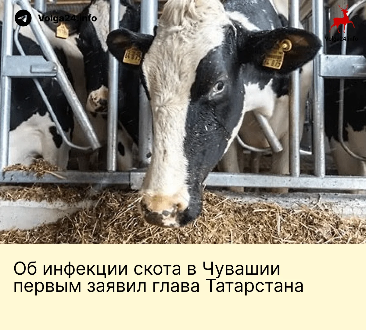 Об&nbsp;инфекции скота в&nbsp;Чувашии первым заявил глава Татарстана