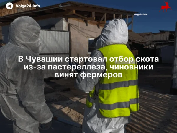 В Чувашии стартовал отбор скота из‑за пастереллеза, чиновники винят фермеров