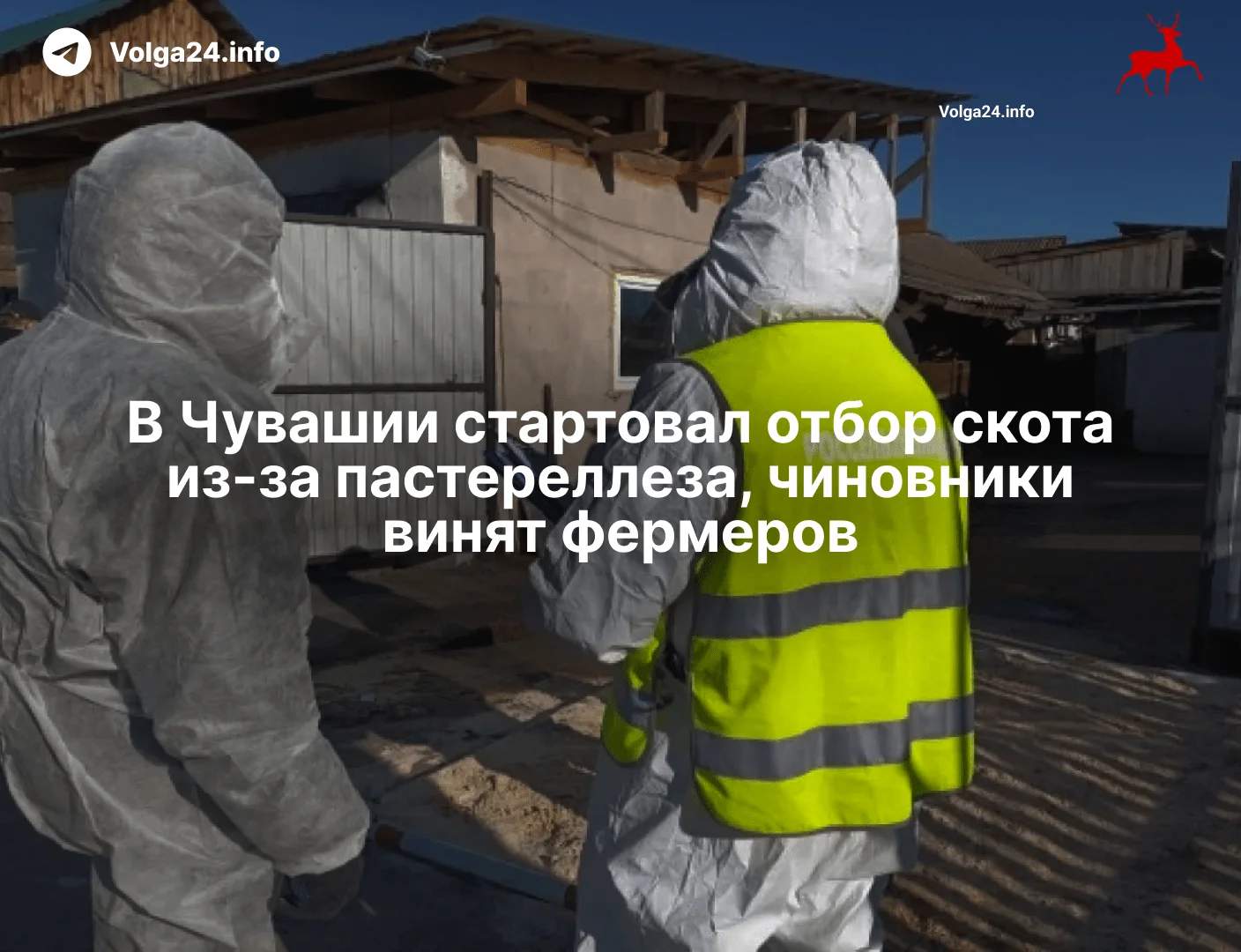 В&nbsp;Чувашии стартовал отбор скота из‑за&nbsp;пастереллеза, чиновники винят фермеров