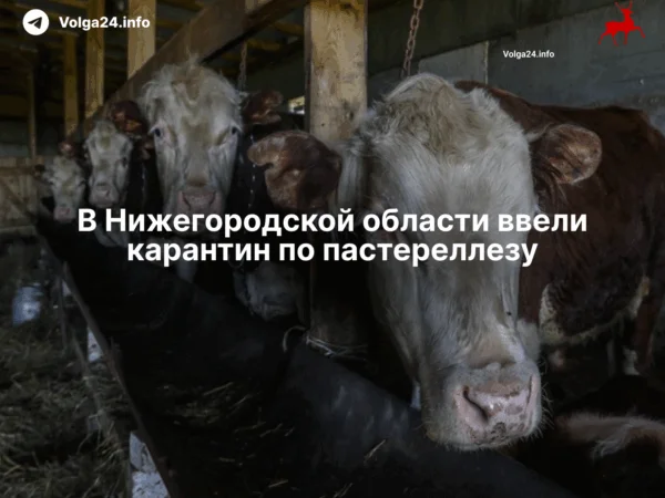 В Нижегородской области ввели карантин по пастереллезу