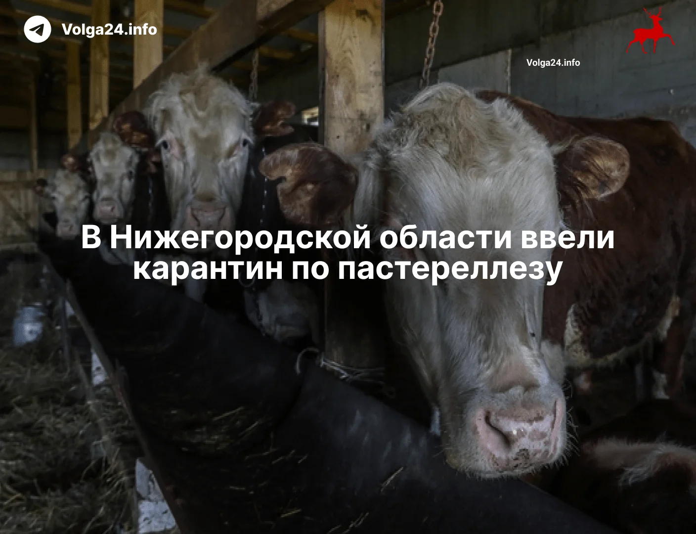 В&nbsp;Нижегородской области ввели карантин по&nbsp;пастереллезу