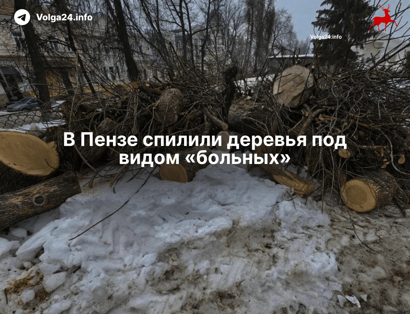 В&nbsp;Пензе спилили деревья под&nbsp;видом «больных»