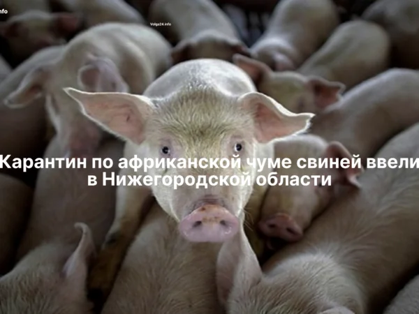 Карантин и&nbsp;уничтожение мяса ввели в&nbsp;Ковернинском округе из‑за&nbsp;чумы свиней