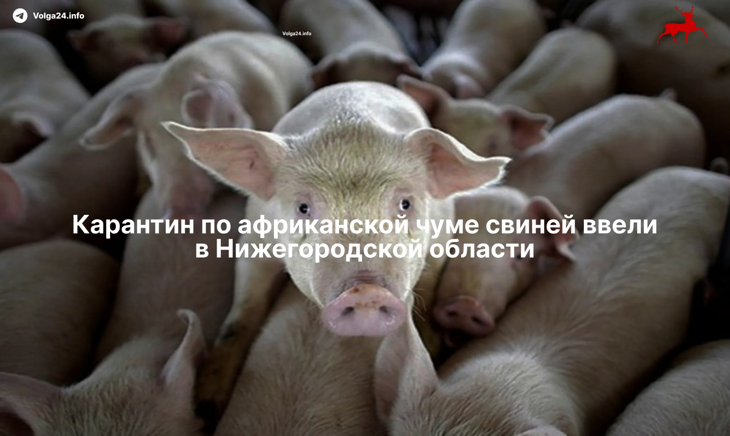 Карантин и&nbsp;уничтожение мяса ввели в&nbsp;Ковернинском округе из‑за&nbsp;чумы свиней